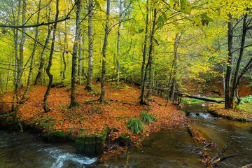 Yedigoller National Park - Bolu Turkey river view in autumn with fallen leaves colorful inside the forest