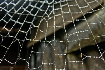 Close-up view of cobwebs exposed to rain
