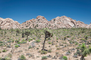 joshua tree national park large boulders and yucca palm tree california