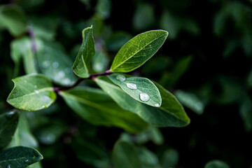 Close up of green leaves with water drops