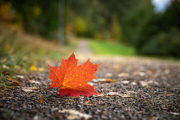 Close up  of red maple leaf on a walkway at park. Autumnal concept.