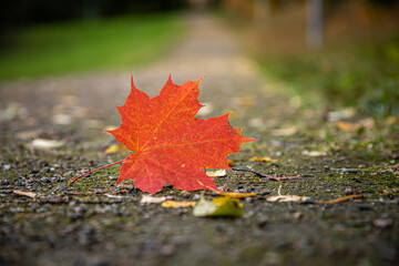 Close up  of red maple leaf on a walkway at park. Autumnal concept.