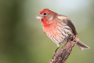 Curious Little House Finch Perched in a Tree