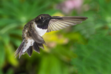 Black-Chinned Hummingbird Searching for Nectar in the Green Garden