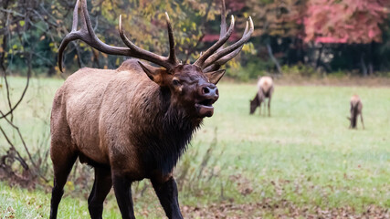 Naklejka na ściany i meble Large Bull Elk Bugling Over His Harem During the Autumn Rut