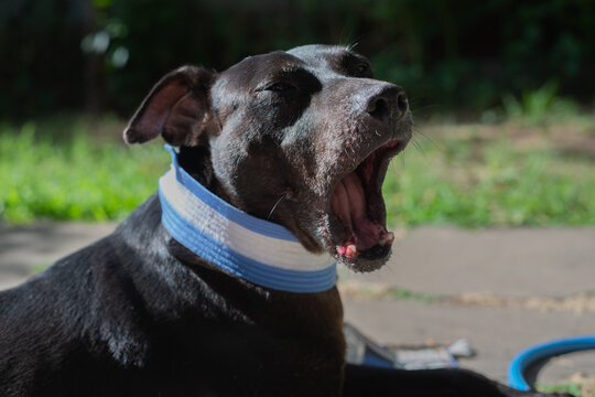 Perro negro con collar de Argentina bostezando