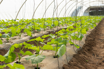 Tomato plants growing in a polythene greenhouse tunnel - Powered by Adobe