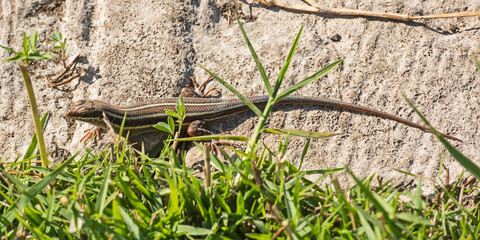 Blue-tailed skink lizard on a rock in garden