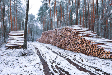 Timber stacks along a forest road in snowy winter