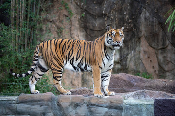 The tiger, A huge, powerful predator in the Zoo.