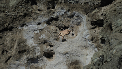 Dried crab on stones in the wild