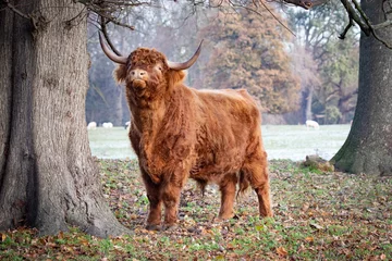 Papier Peint photo Lavable Highlander écossais highland cow with horns