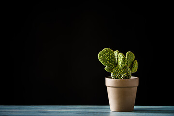 Small clay pot with a yellow opuntia microdasys on blue wooden table and black background