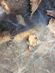 Autumn oak leaves covered with ice. Leaves under a layer of ice. Ice texture. A leaf buried under a thin layer of ice with minute air bubbles visible.