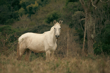 Obraz na płótnie Canvas O Cavalo Selvagem branco