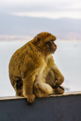 Gibraltar monkey in profile that inhabit the nature reserve that is high on the rock.