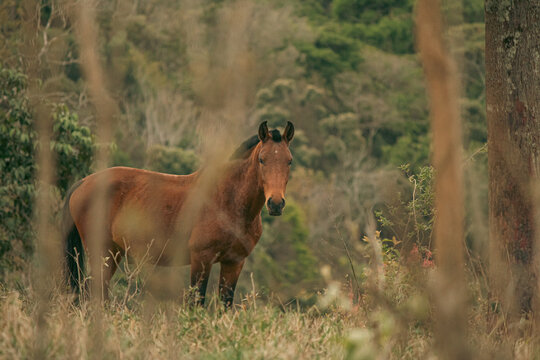 Foto de Lindo Cavalo De Criação e mais fotos de stock de Cavalo