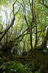 Fototapeta premium The Shiratani Unsuikyo Ravine - a green magnicicant gorge on Yakushima island in Japan, a moss forest with ancient cedar trees which was inspiration for animation Mononoke Hime