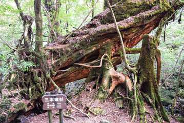 The Shiratani Unsuikyo Ravine - a green magnicicant gorge on Yakushima island in Japan, a moss forest with ancient cedar trees which was inspiration for animation Mononoke Hime