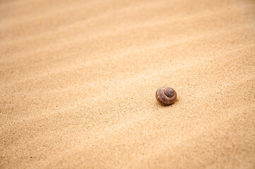 Shell on golden sand beach