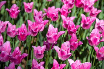 Close up of pink tulips in the garden
