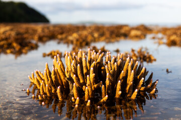 Stunning coral reef at low tide in Sabah, Malaysian Borneo. The vibrant colors and intricate...