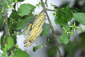 Group of Larvae of Bird-cherry ermine (Yponomeuta evonymella) pupate in tightly packed communal, white web on a tree trunk and branches among green leaves in summer