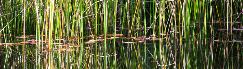 Wasserpflanzen und Blätter spiegeln sich im Wasser eines Gartenteiches im Panoramaformat.