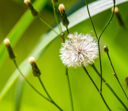 Flor