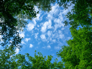 Green trees and blue sky with white clouds. Nature, summer.