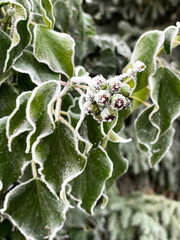 Der Rauhreif überzieht die grünen herzförmigen Blätter und die Fruchtstände einer Efeuranke mit weißen Eiskristallen.