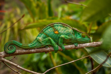Parson’s Chameleon - Calumma parsonii, rain forest Madagascar east coast. Colourful endemic lizard.