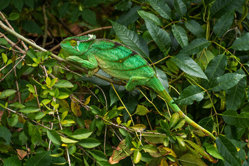 Parson’s Chameleon - Calumma parsonii, rain forest Madagascar east coast. Colourful endemic lizard.