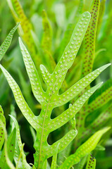 Maile scented fern or Musk fern or Wart fern, Pteris vittata or Pteris vittata L or fern or green...