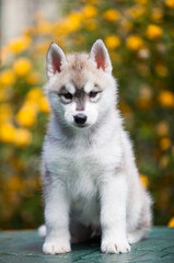 Naklejka na ściany i meble Siberian Husky puppy in the park