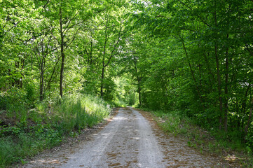 Forest path with  trees