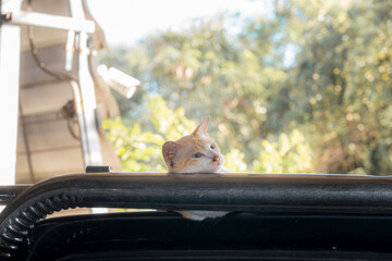Orange cat on car roof - Powered by Adobe