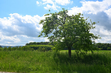 A tree in green nature