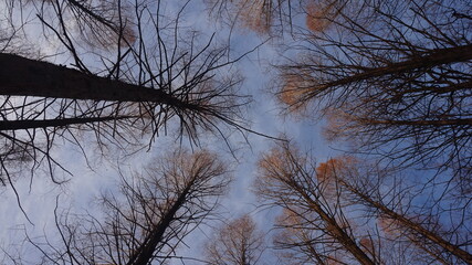 Low angle and autumnal view of trunks of metasequoia with red maple leaves against blue sky