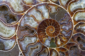 Petrified ammonite shell spiral pattern