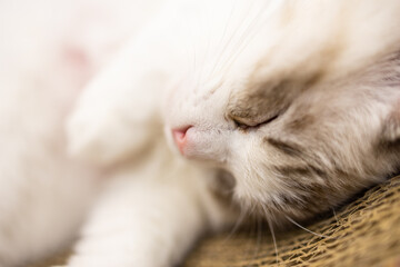 Close up of the sleeping cat