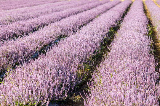 Chinese Mesona flower field in Taoyuan Yangmei District