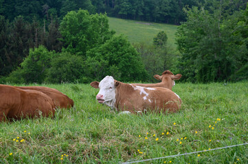 Fototapeta premium Brown cows are sitting in the pasture