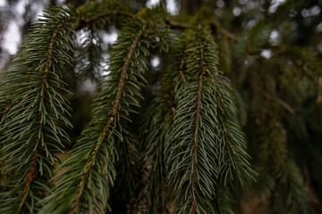 Fototapeta na wymiar Dark green pine needles close up