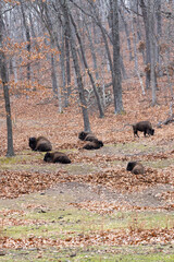 Bison grazing and sleeping on a hill in midwest winter