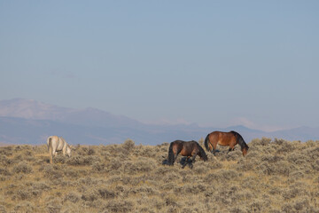 Wild Horses in Autumn in the Wyoming Desert
