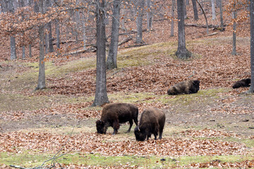 Obraz na płótnie Canvas Bison grazing and sleeping on a hill in midwest winter