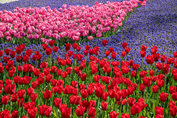 Many mixed color tulips in the garden 