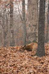 Elk resting in a winter forest