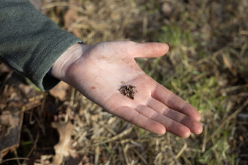 Hand planting wildflower seeds in a garden